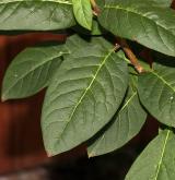 šeřík Sweginzovův <i>(Syringa sweginzovii)</i> / List