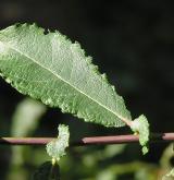 vrba  <i>(Salix ×subaurita)</i> / List