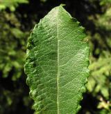 vrba  <i>(Salix ×subaurita)</i> / List