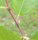 vrba  <i>(Salix ×capreola)</i> / Větve a pupeny