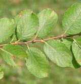 vrba  <i>(Salix ×capreola)</i> / List