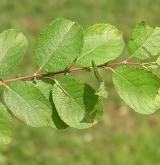 vrba  <i>(Salix ×capreola)</i> / List