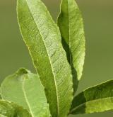 vrba ušatá × nachová <i>(Salix ×dichroa)</i> / List