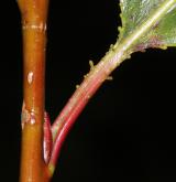 vrba pětimužná <i>(Salix pentandra)</i> / List