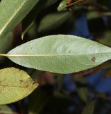 vrba pětimužná <i>(Salix pentandra)</i> / List