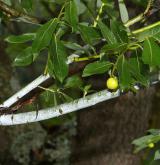 vrba lýkovcová <i>(Salix daphnoides)</i> / Větve a pupeny