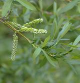 vrba nachová <i>(Salix purpurea)</i> / Květ/Květenství