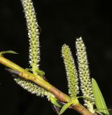 vrba nachová <i>(Salix purpurea)</i> / Květ/Květenství
