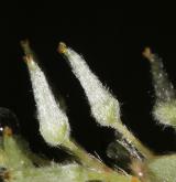vrba ušatá <i>(Salix aurita)</i> / Květ/Květenství