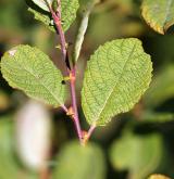 vrba ušatá <i>(Salix aurita)</i> / List