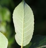 vrba dvoubarvá <i>(Salix bicolor)</i> / List