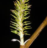 vrba slezská <i>(Salix silesiaca)</i> / Květ/Květenství