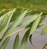 vrba křehká × trojmužná <i>(Salix ×alopecuroides)</i> / List
