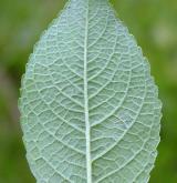 vrba  <i>(Salix ×chlorophana)</i> / List