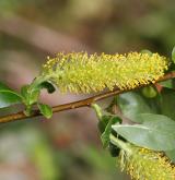 vrba pětimužná <i>(Salix pentandra)</i> / Květ/Květenství