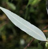 vrba trojmužná <i>(Salix triandra)</i> / List