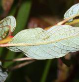 vrba borůvkovitá <i>(Salix myrtilloides)</i> / List
