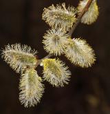 vrba jíva <i>(Salix caprea)</i>