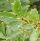 vrba  <i>(Salix ×nepetifolia)</i> / List