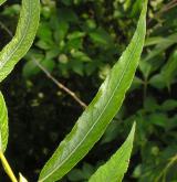 vrba špičatolistá <i>(Salix acutifolia)</i> / List
