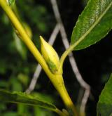 vrba špičatolistá <i>(Salix acutifolia)</i> / Větve a pupeny