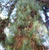 borovice kanárská <i>(Pinus canariensis)</i> / Habitus