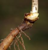 sasanka pryskyřníkovitá <i>(Anemone ranunculoides)</i> / Zásobní orgán/orgán klonálního růstu