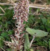 devětsil lékařský <i>(Petasites hybridus)</i> / Květ/Květenství