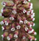 devětsil lékařský <i>(Petasites hybridus)</i> / Květ/Květenství