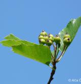 jeřáb labský <i>(Sorbus albensis)</i> / Plod