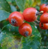jeřáb labský <i>(Sorbus albensis)</i> / Plod