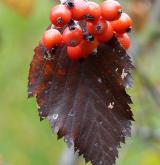 jeřáb olšolistý <i>(Sorbus alnifrons)</i> / List