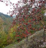 jeřáb olšolistý <i>(Sorbus alnifrons)</i> / Habitus