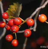 jeřáb olšolistý <i>(Sorbus alnifrons)</i> / Plod