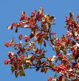 jeřáb olšolistý <i>(Sorbus alnifrons)</i> / Plod