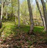 Suťové a skalní lesy <i>(Tilio platyphylli-Acerion)</i>