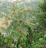 jeřáb ptačí <i>(Sorbus aucuparia)</i> / Habitus