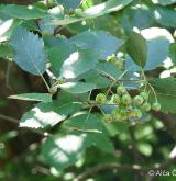 jeřáb český <i>(Sorbus bohemica)</i> / List