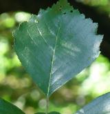 jeřáb český <i>(Sorbus bohemica)</i> / List