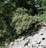 jeřáb český <i>(Sorbus bohemica)</i> / Habitus