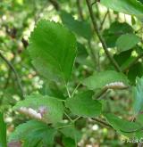 jeřáb barrandienský <i>(Sorbus barrandienica)</i> / List