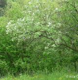 jeřáb barrandienský <i>(Sorbus barrandienica)</i> / Habitus