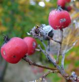 jeřáb dunajský <i>(Sorbus danubialis)</i> / Plod