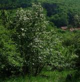 jeřáb krasový <i>(Sorbus eximia)</i> / Habitus