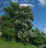 jeřáb krasový <i>(Sorbus eximia)</i> / Habitus