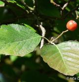 jeřáb krasový <i>(Sorbus eximia)</i> / List
