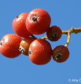 jeřáb krasový <i>(Sorbus eximia)</i> / Plod