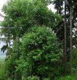jeřáb džbánský <i>(Sorbus gemella)</i> / Habitus