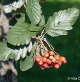 jeřáb prostřední <i>(Sorbus intermedia)</i> / List