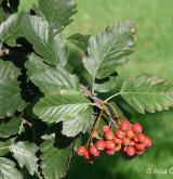jeřáb prostřední <i>(Sorbus intermedia)</i> / Plod